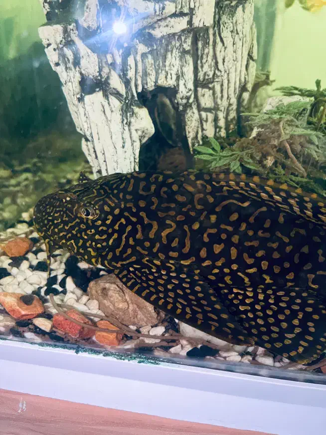 لجن خوار آکواریوم|ماهی|رشت, سلیمانداراب|دیوار