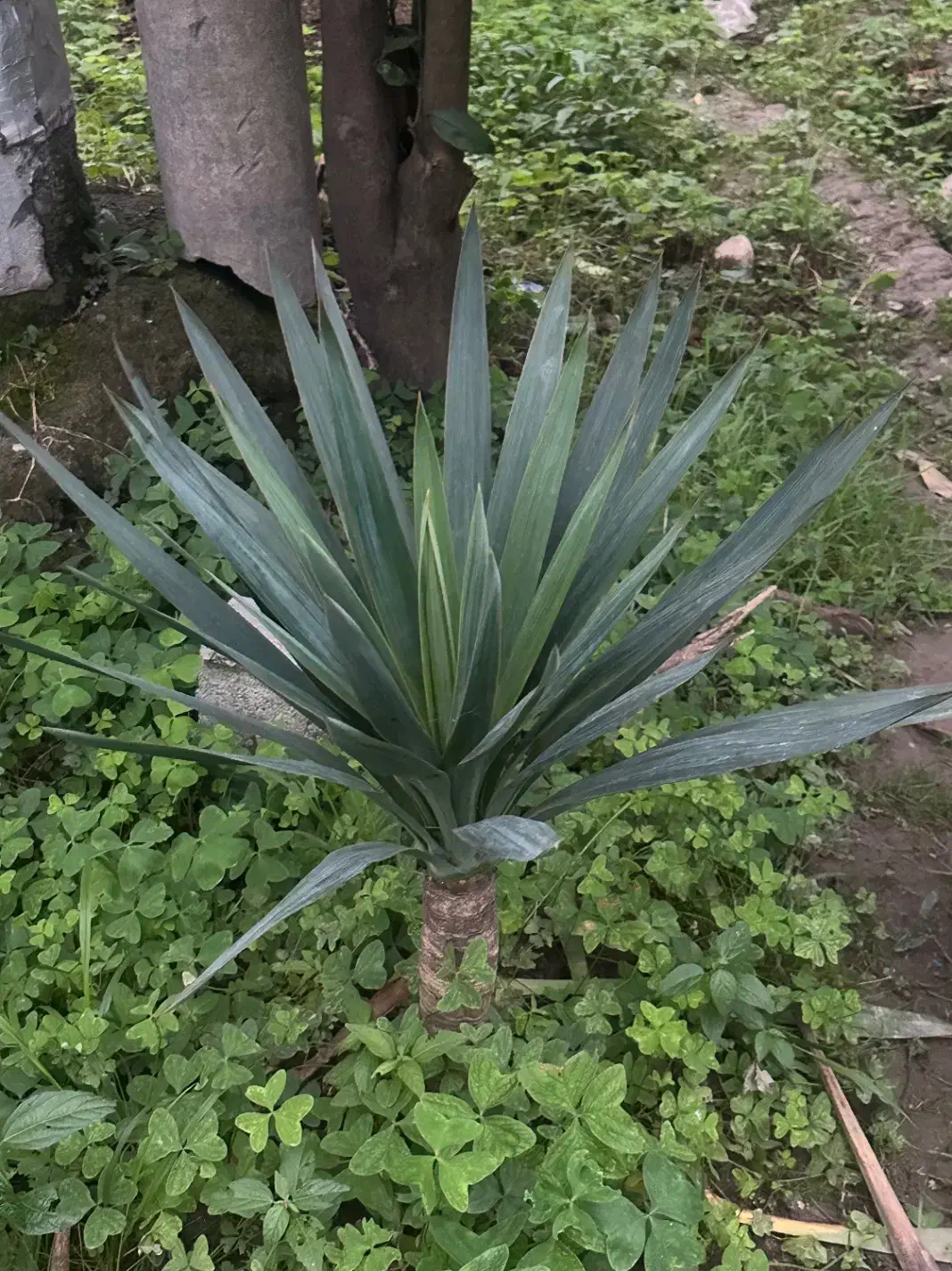 آگهی گل یوکا و سیکاس و‌بابا آدم در همه ابعاد|گل و گیاه طبیعی|رویان, |دیوار