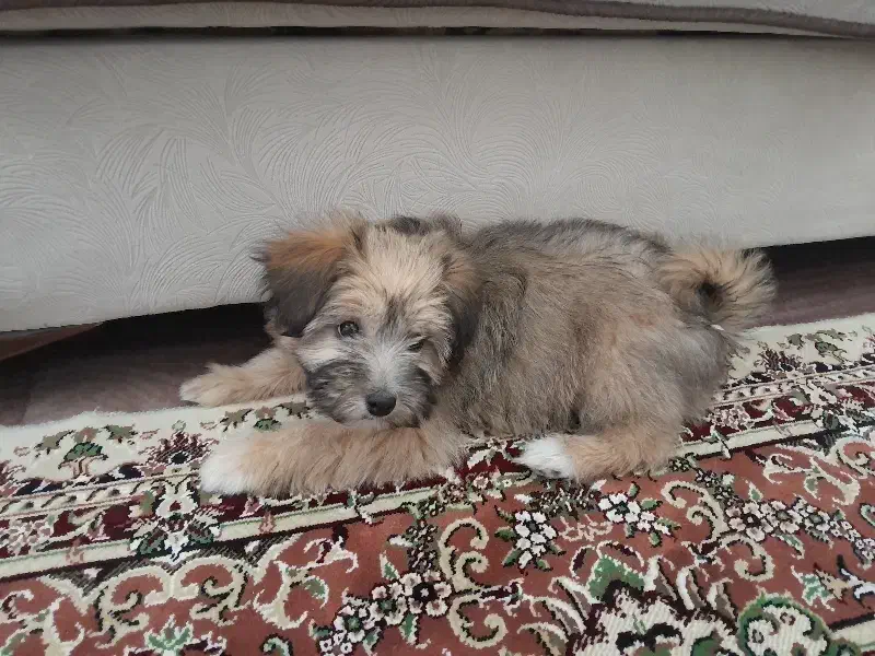 سگ خانگی|سگ|اردبیل, |دیوار