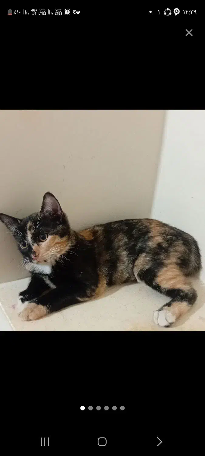 بچه گربه خانگی|گربه|سنقر, |دیوار