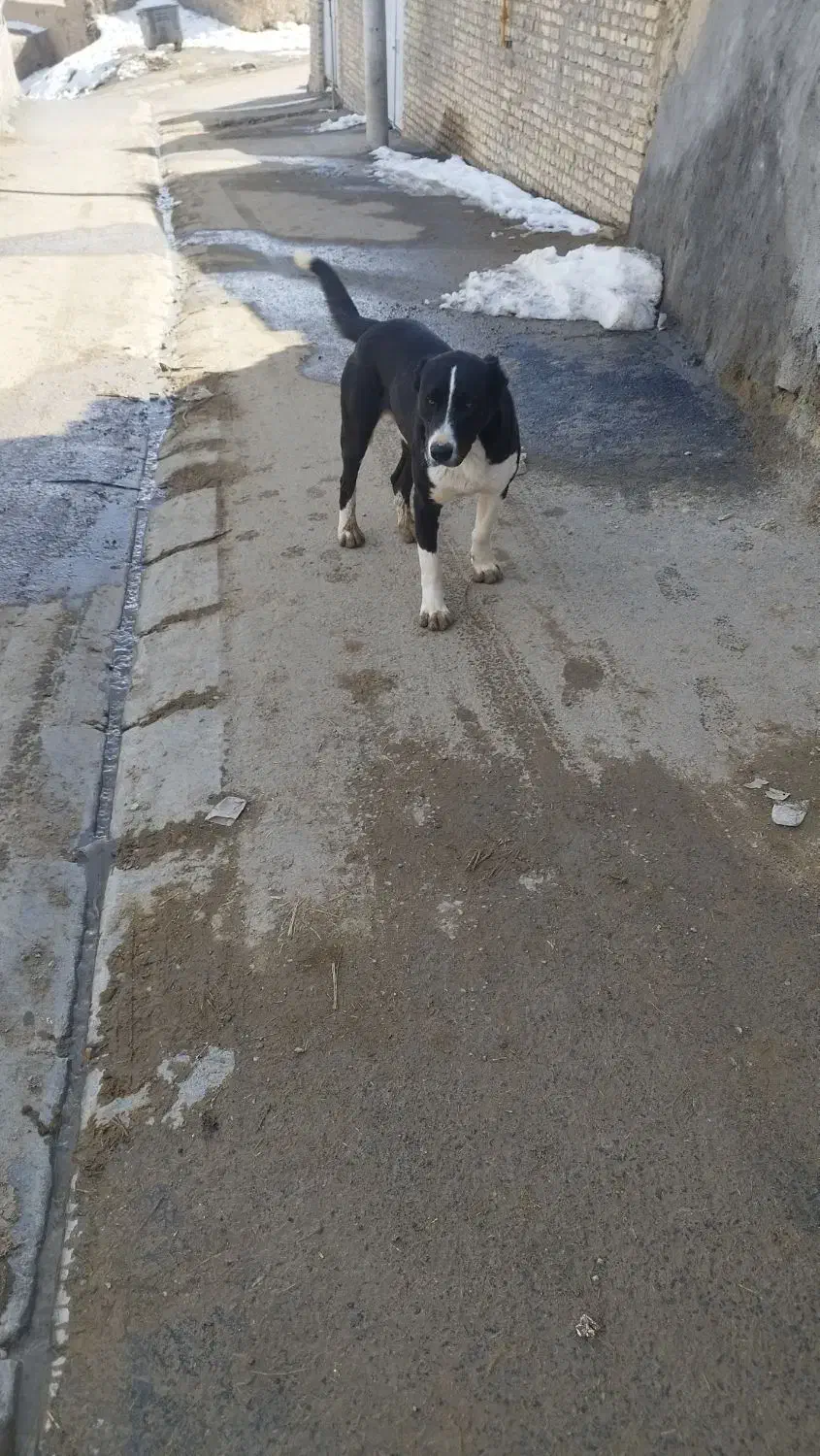 سگ گله|سگ|خنجین, |دیوار