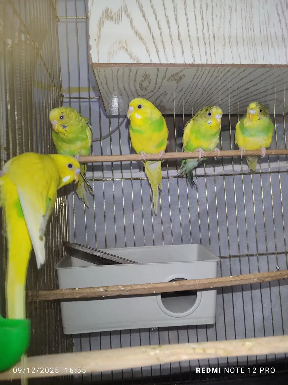 مرغ عشق|پرنده|مشهد, شترک|دیوار