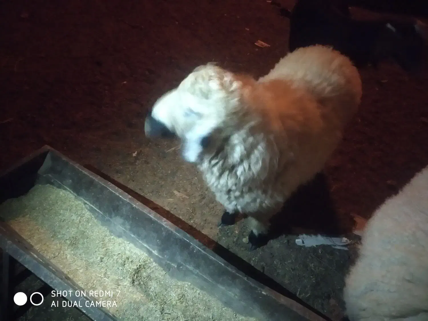 قوچ چاق|حیوانات مزرعه|نیمروز, |دیوار