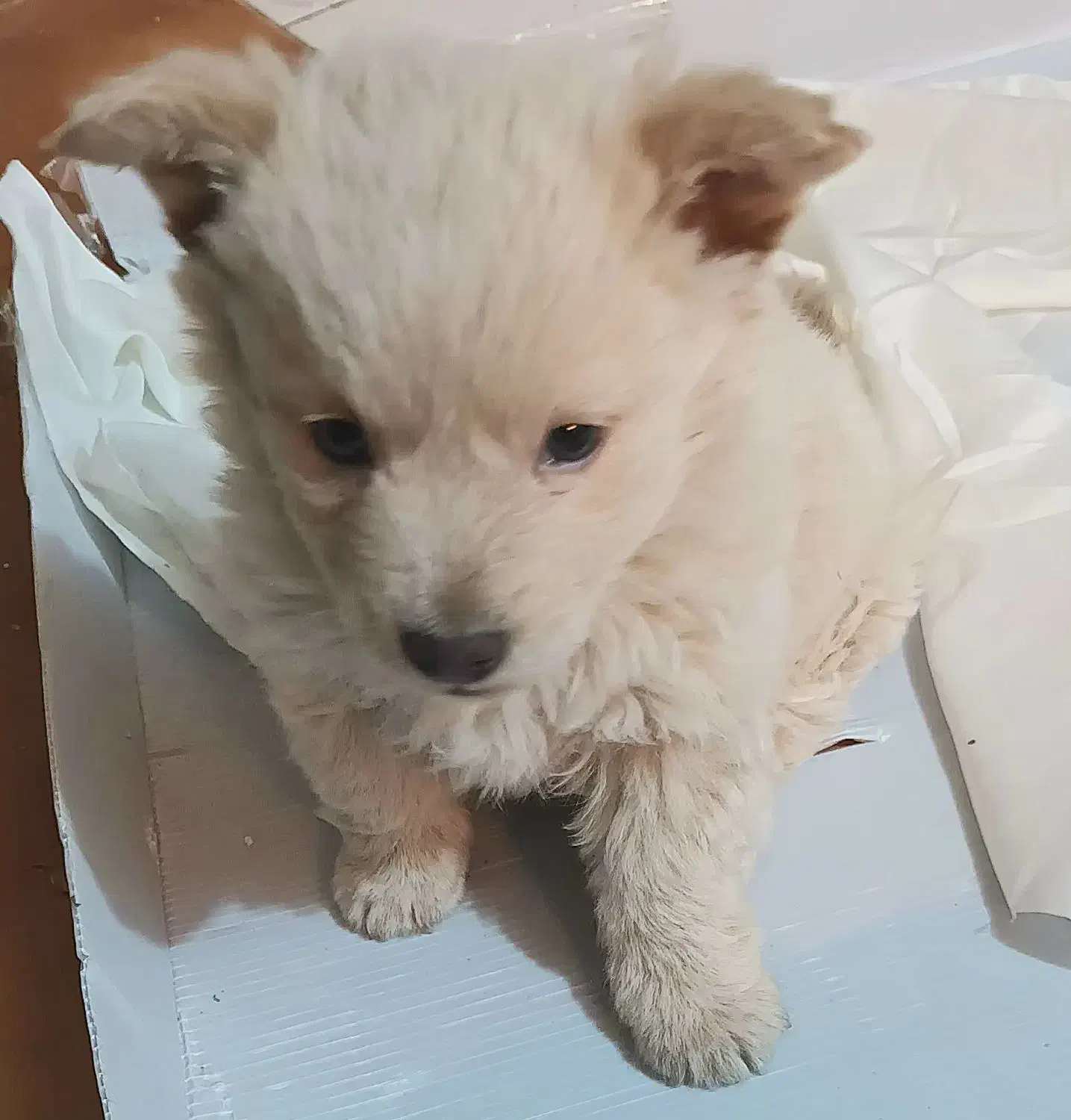 اشپیز نر یکسال ودوماه|سگ|گرگان, |دیوار