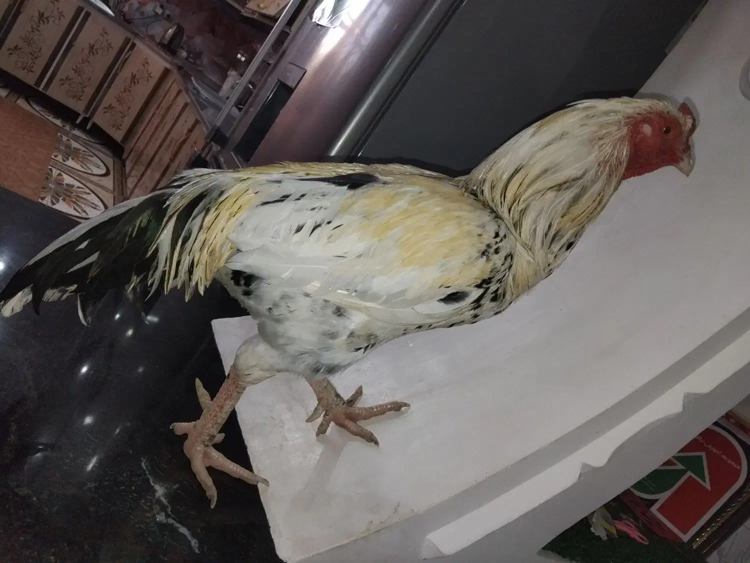 خروس|حیوانات مزرعه|ایرانشهر, |دیوار