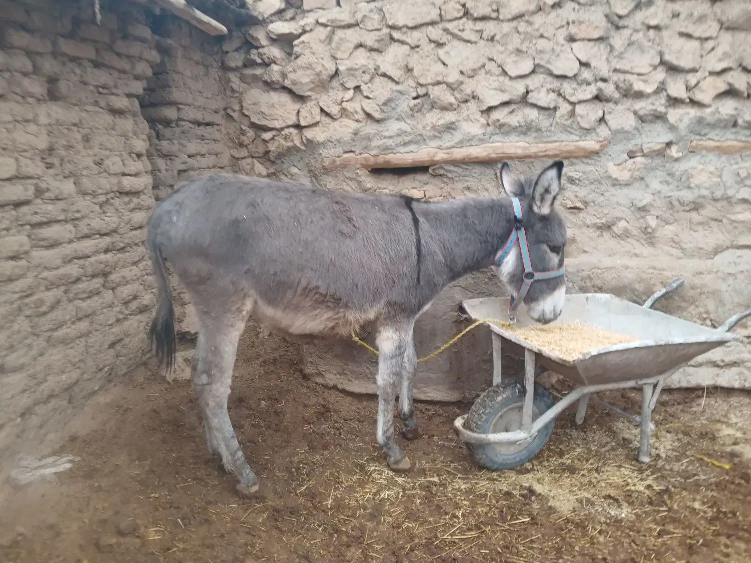 الاغ|حیوانات مزرعه|اردل, |دیوار