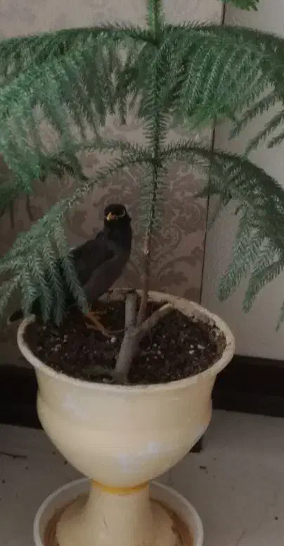 مرغ مینا|پرنده|شاهین‌شهر, پاسداران|دیوار