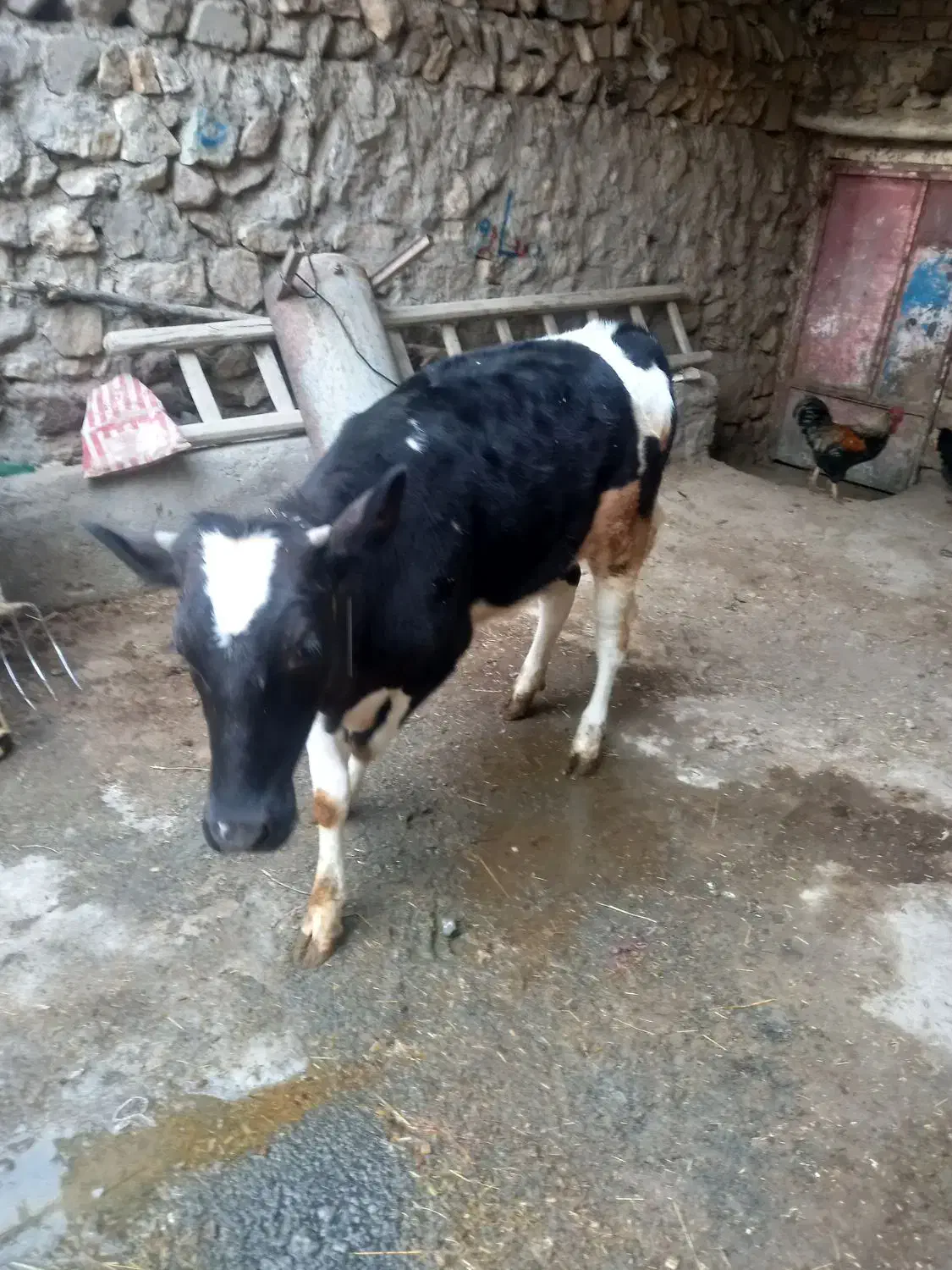 گوساله ماده|حیوانات مزرعه|دهگلان, |دیوار