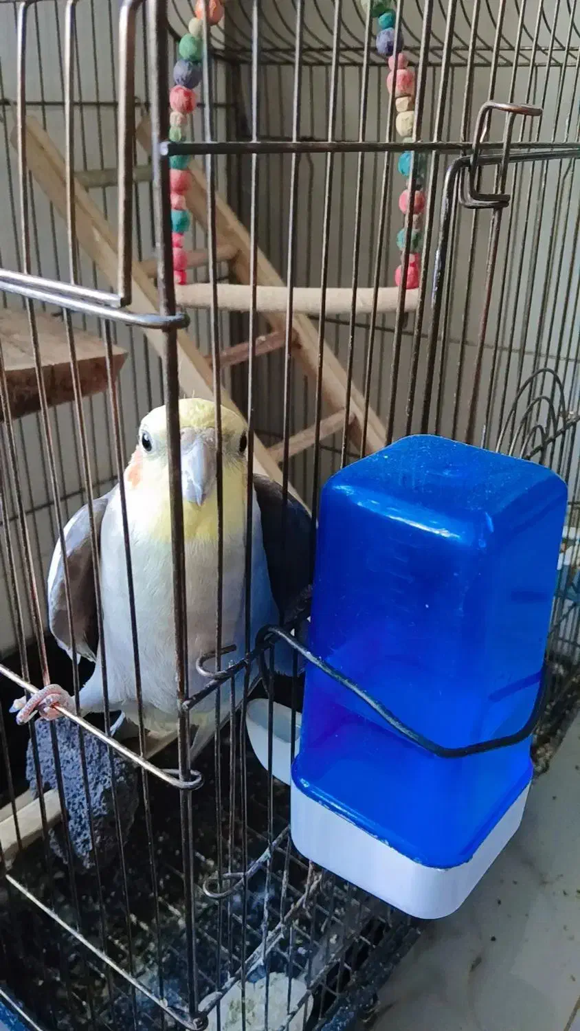 عروس هلندی|پرنده|کوهدشت, |دیوار