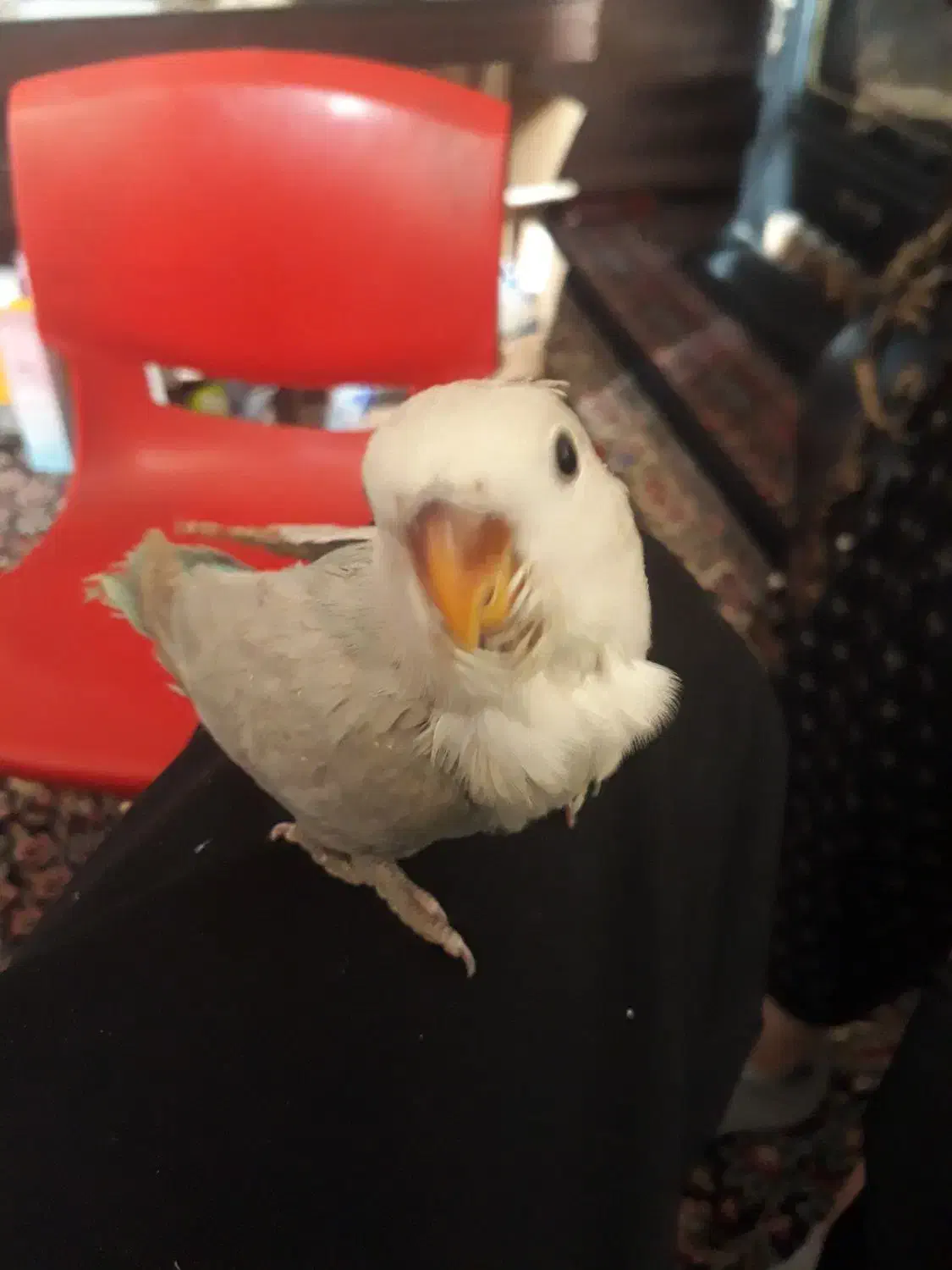 سلام سه عدد طوطی برزیلی(کوتوله)فول رام و دستی|پرنده|بافت, |دیوار