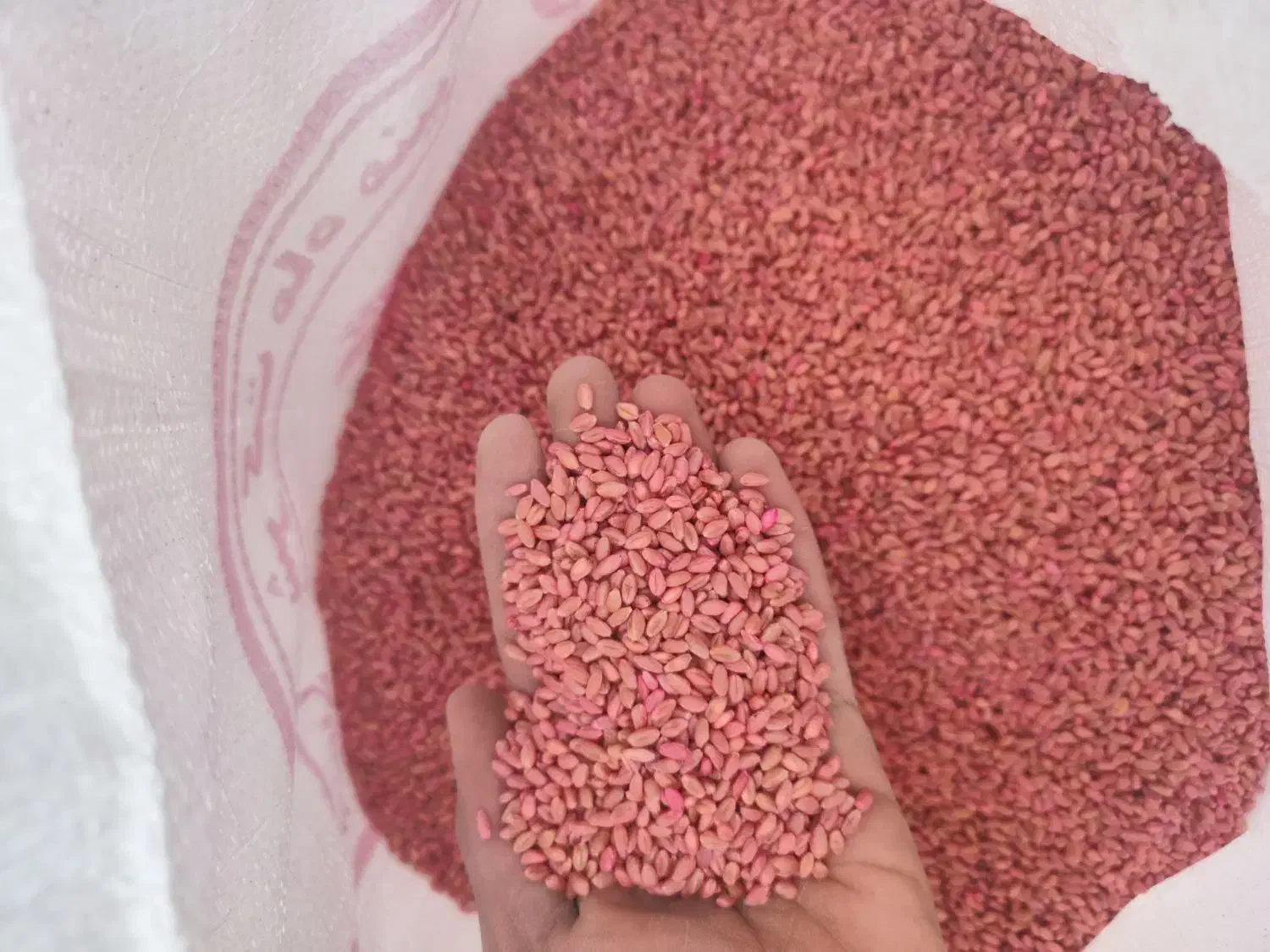 گندم پیشگام|خدمات باغبانی و درختکاری|مهاباد (آذربایجان غربی), |دیوار