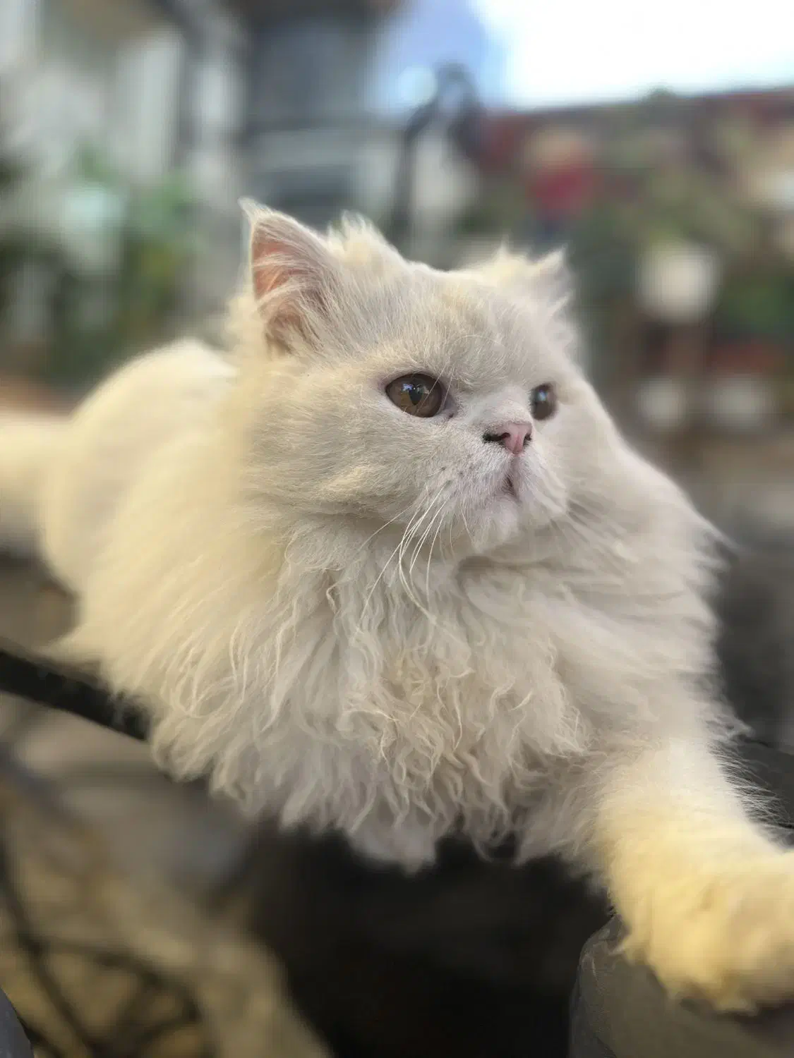 گربه پرشین نر عقیم شده یکسال|گربه|باغستان, |دیوار