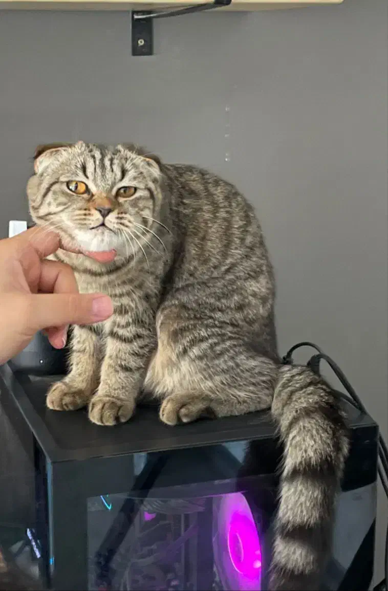 گربه اسکاتیش دبل فولد|گربه|رفسنجان, |دیوار