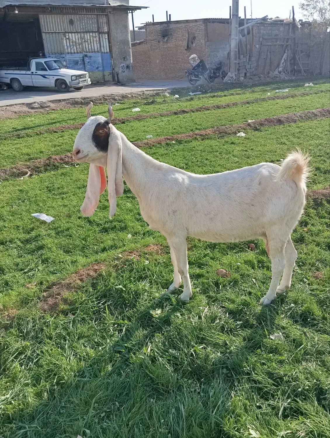 بز گلابی پاکستانی و بزغاله گلابی|حیوانات مزرعه|اصفهان, رهنان|دیوار
