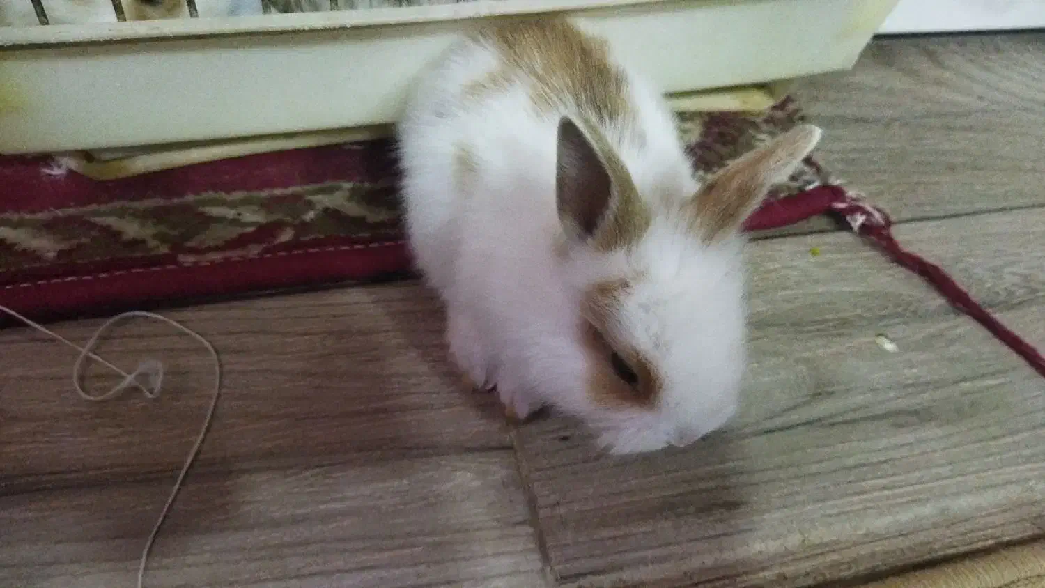 خرگوش|موش و خرگوش|خورموج, |دیوار