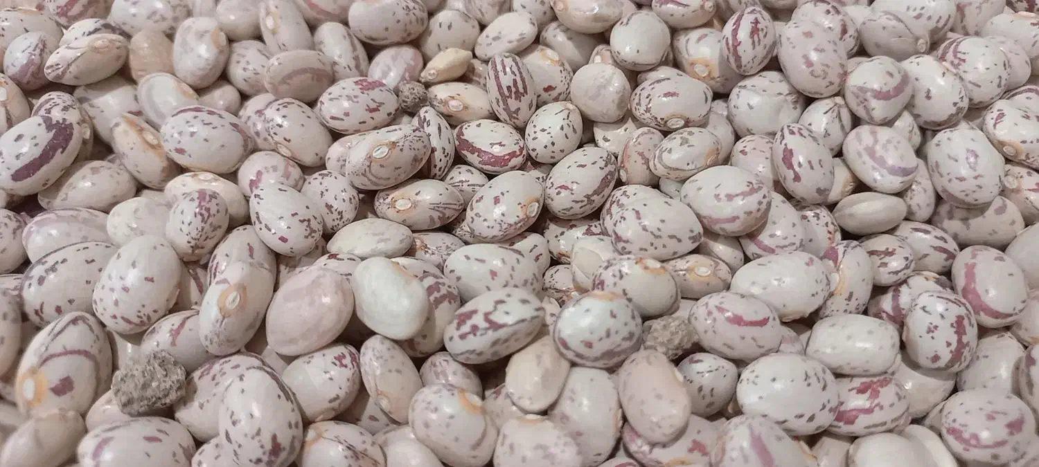 لوبیا چیتی دانه‌درشت به شرط|خوردنی و آشامیدنی|شیراز, دروازه قران|دیوار