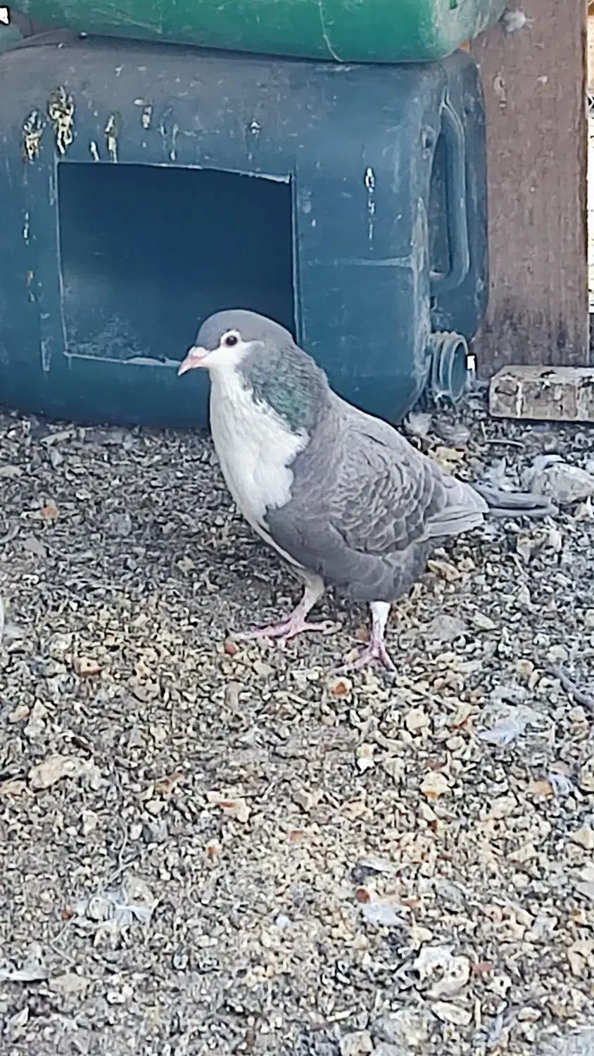 فروش کبوتر ریش|پرنده|خاش, |دیوار