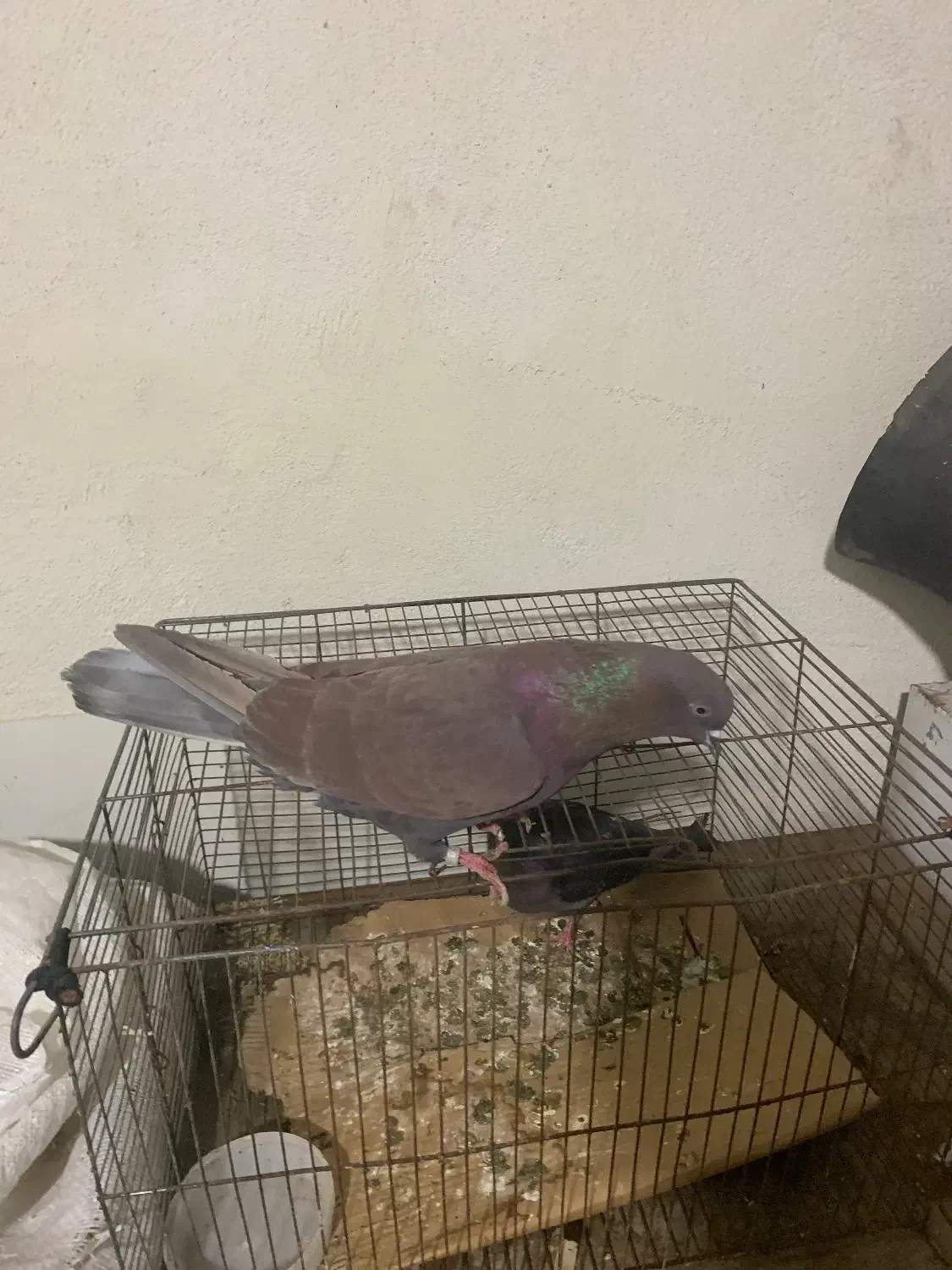 کبوتر|پرنده|رودبار, |دیوار