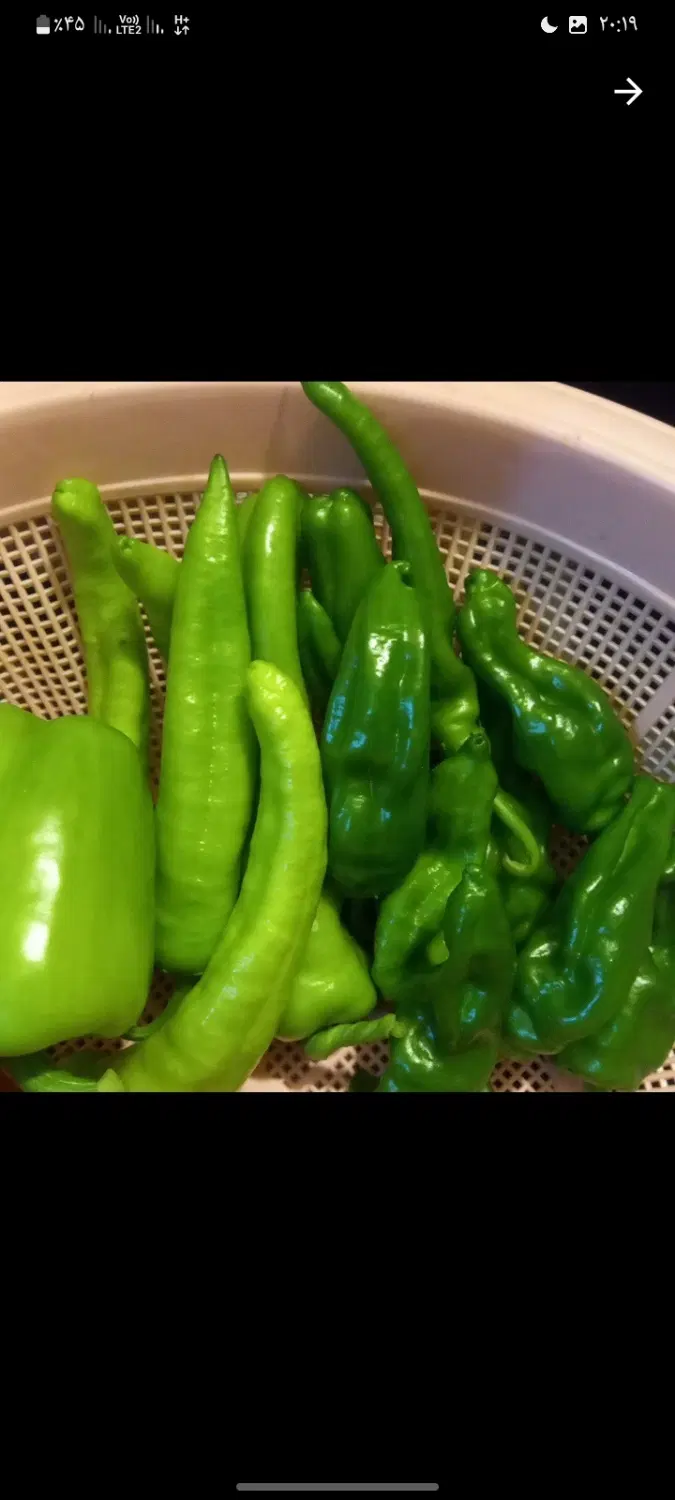 فلفل|خوردنی و آشامیدنی|ارومیه, |دیوار