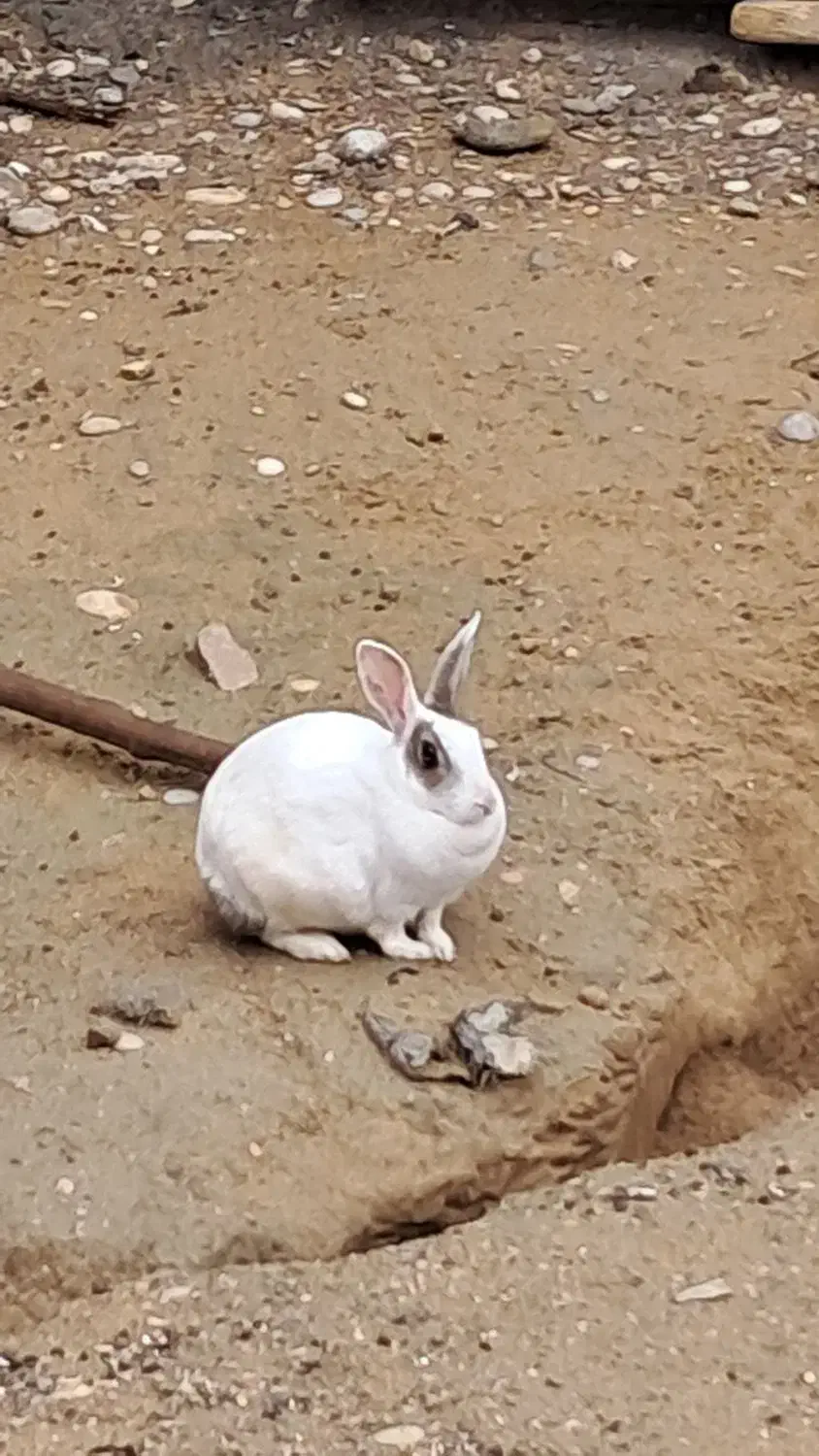 خوگوش|موش و خرگوش|سعدآباد, |دیوار