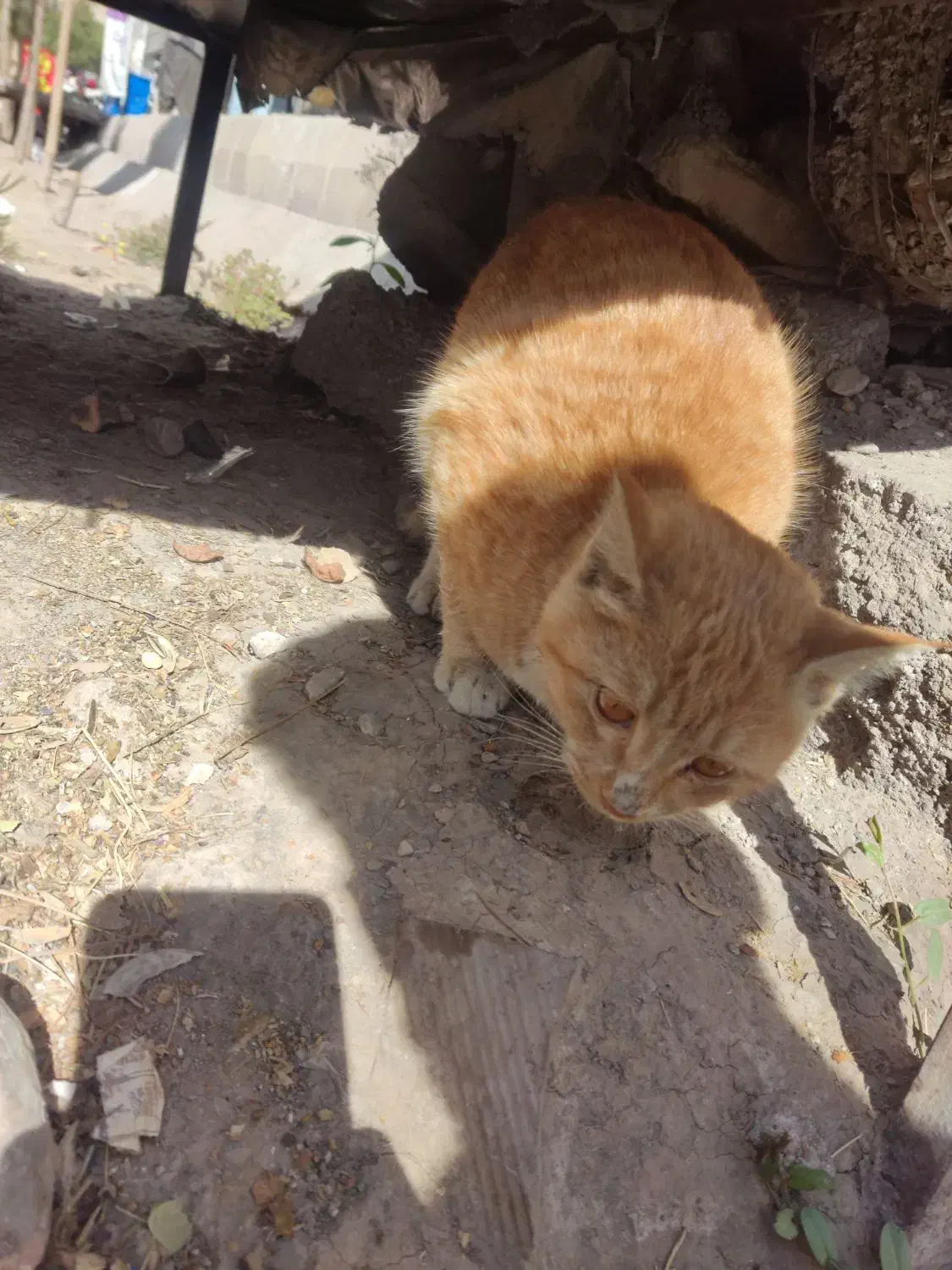 واگذاری گربه|گربه|کرمان, |دیوار