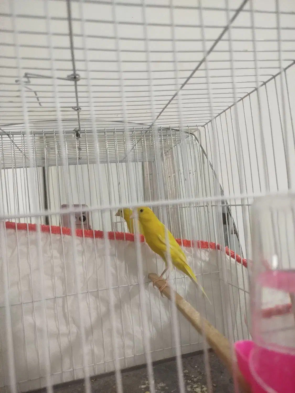 قناری رسمی بلند طلای نر اماده|پرنده|بجنورد, |دیوار