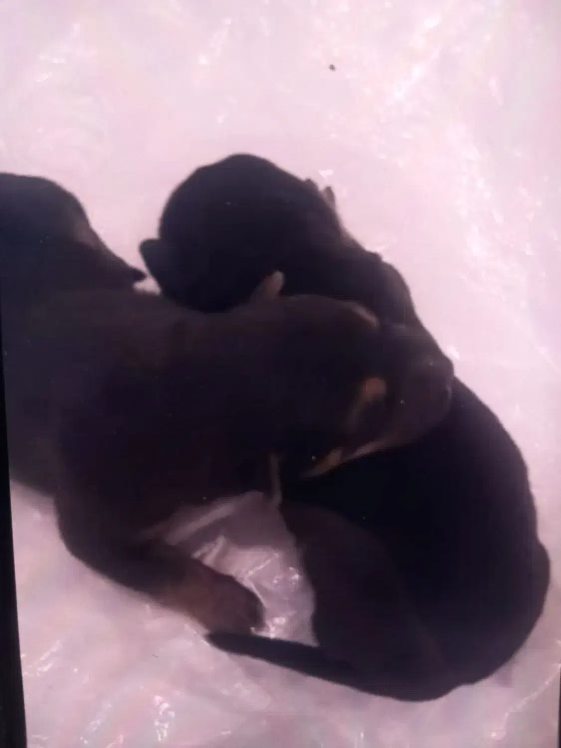 واگذاری|سگ|اندیشه, اندیشه فاز ۱|دیوار