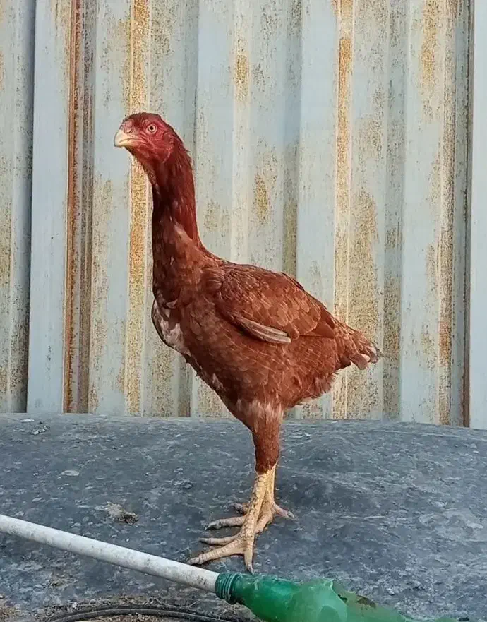 مرغ لاری اصیل|حیوانات مزرعه|تهران, هلال احمر|دیوار