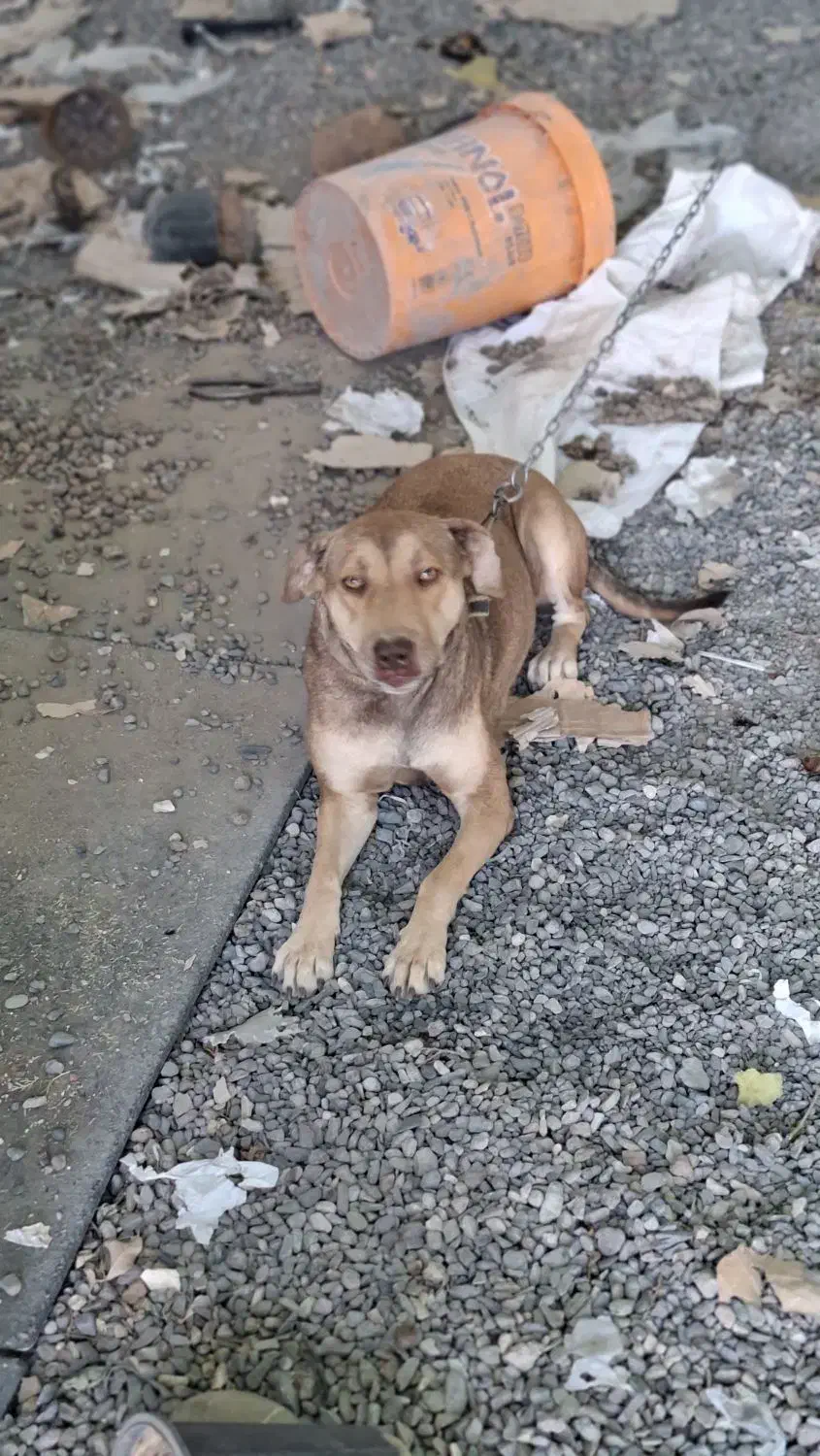 سگ نگهبان ماده|سگ|قنوات, |دیوار