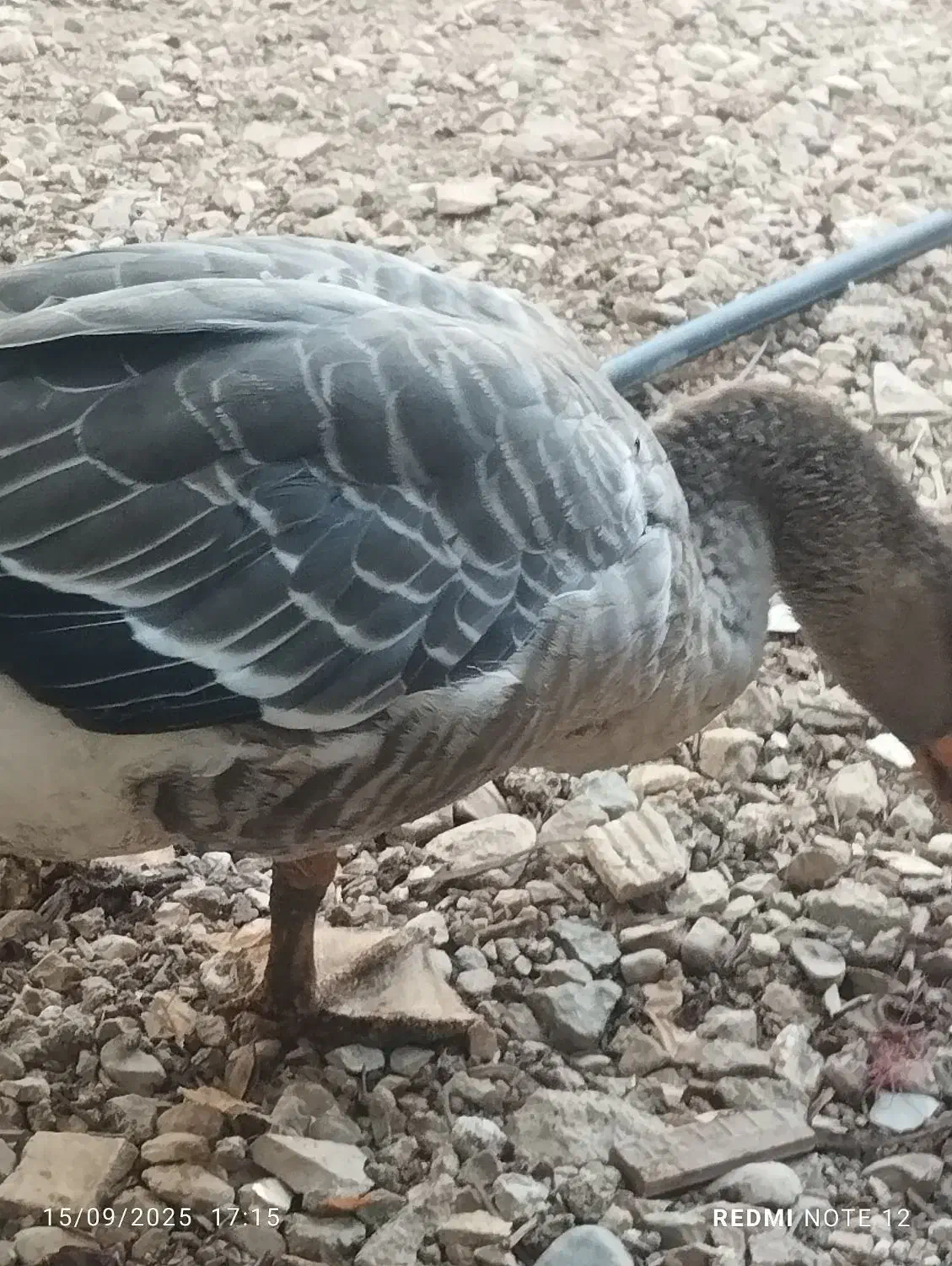 3تا غاز|حیوانات مزرعه|یاسوج, |دیوار