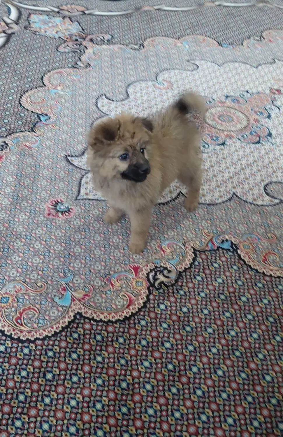 سگ پامر|سگ|اردبیل, |دیوار