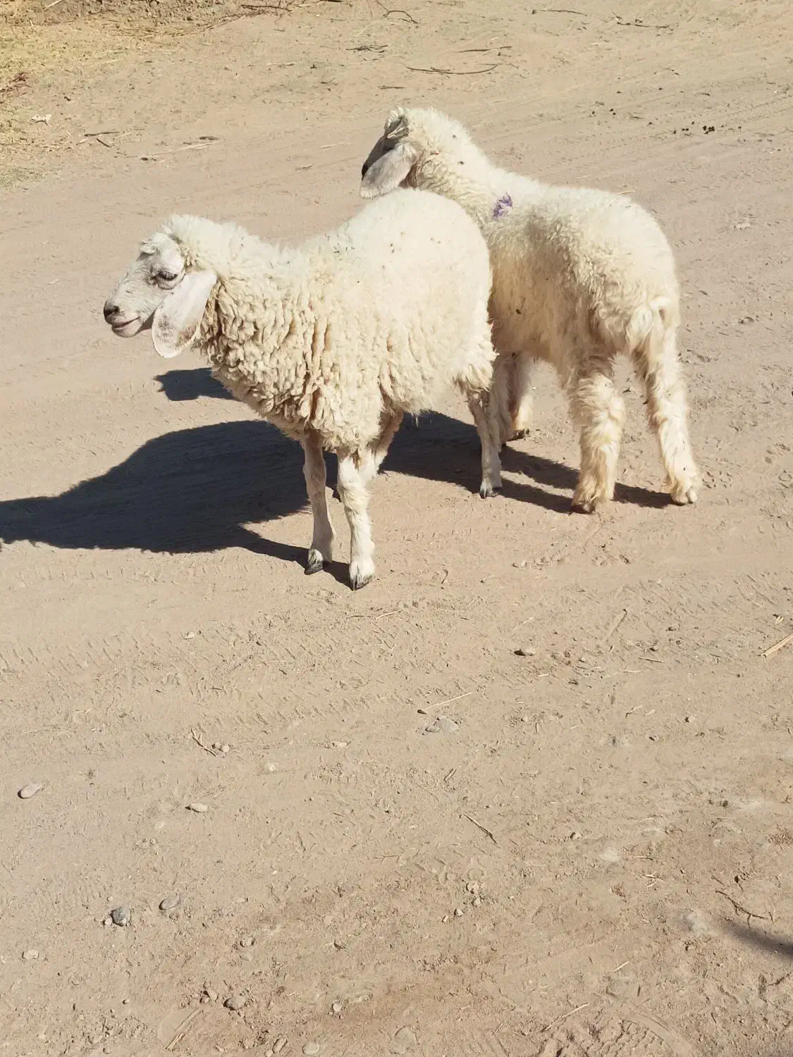 جفت بره نر ماده دورگ مناسب|حیوانات مزرعه|جیرفت, |دیوار