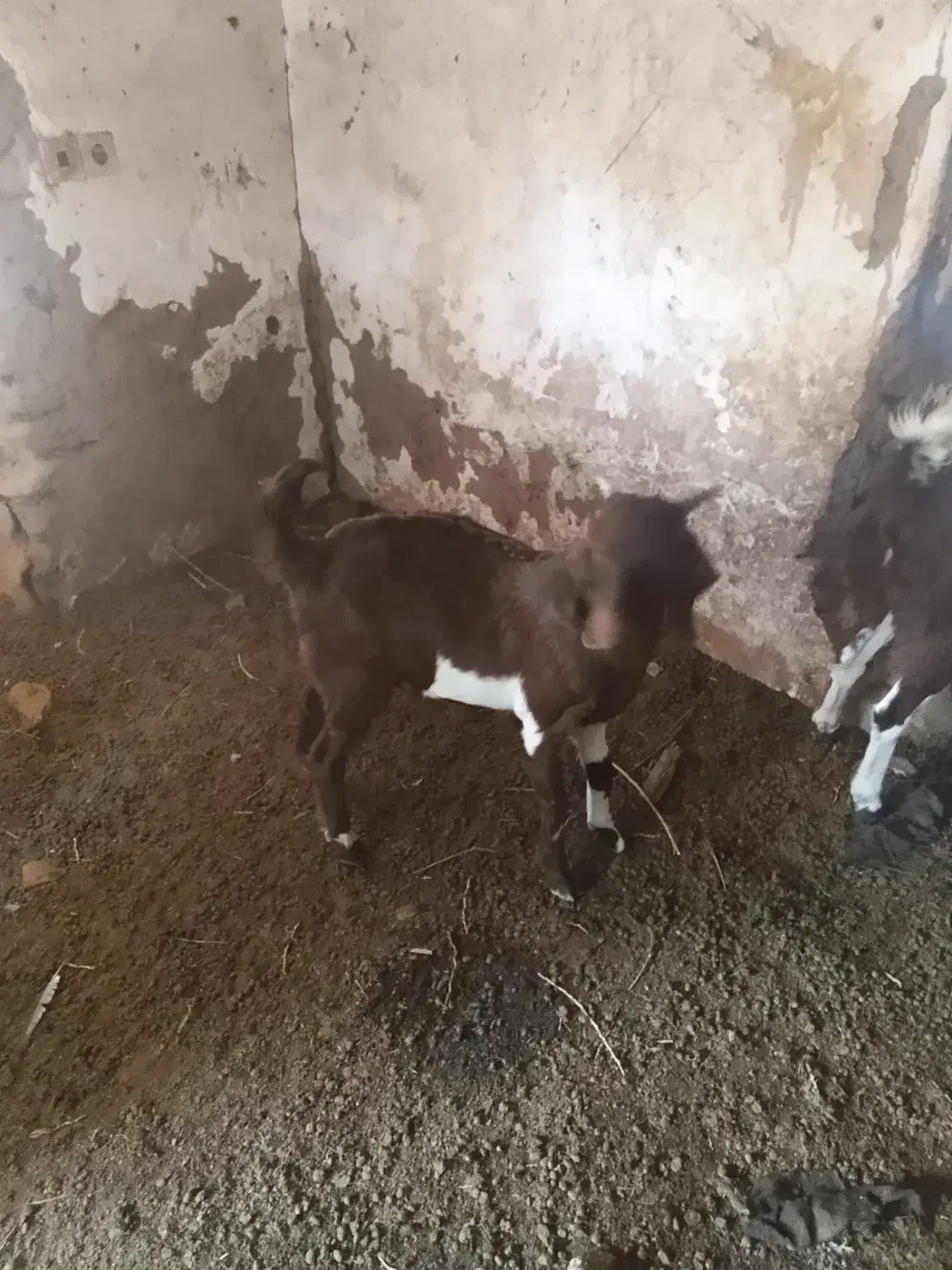 کره نر رشتی|حیوانات مزرعه|نرماشیر, |دیوار