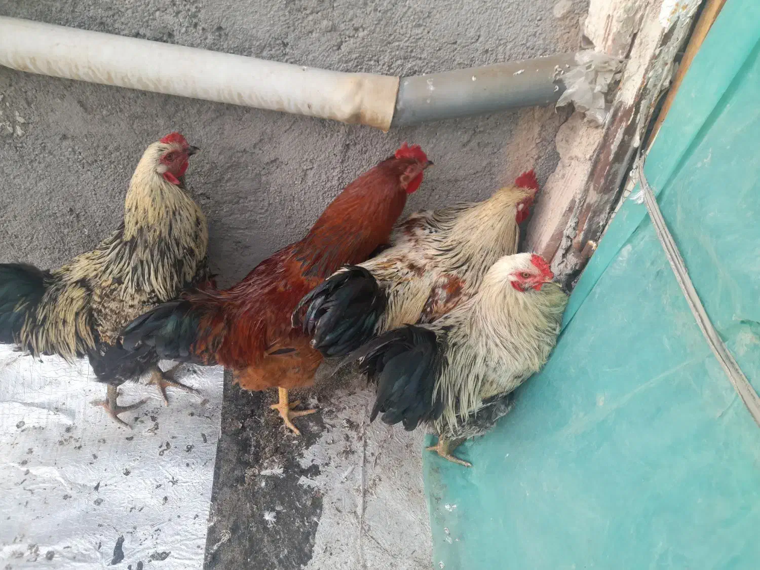 خروس محلی چاق|حیوانات مزرعه|اردبیل, |دیوار