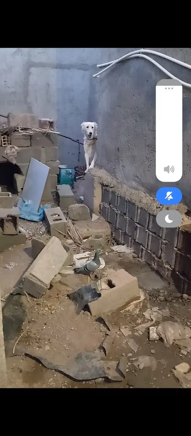 سگ ژرمن شپردمعاوضه ای قیمت 2ملیون|سگ|نرماشیر, |دیوار