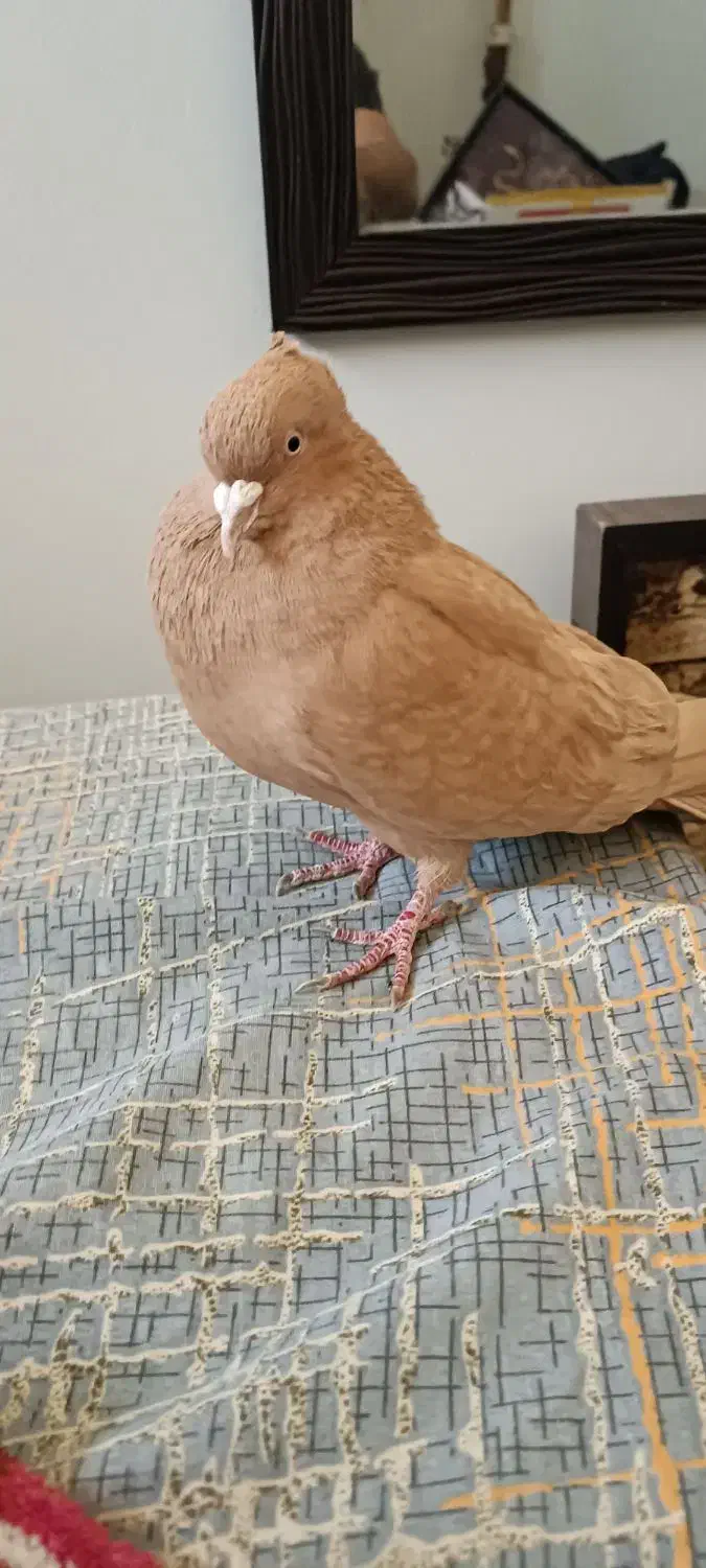 کبوتر زرد کاکولی نر|پرنده|شیراز, آبیاری|دیوار