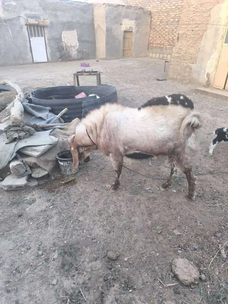 پاچن خوب|حیوانات مزرعه|هامون, |دیوار