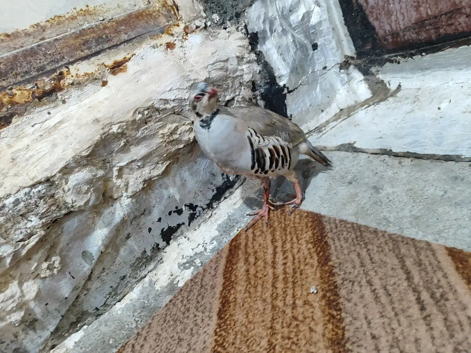 که وبار ی جوان|حیوانات|سقز, |دیوار