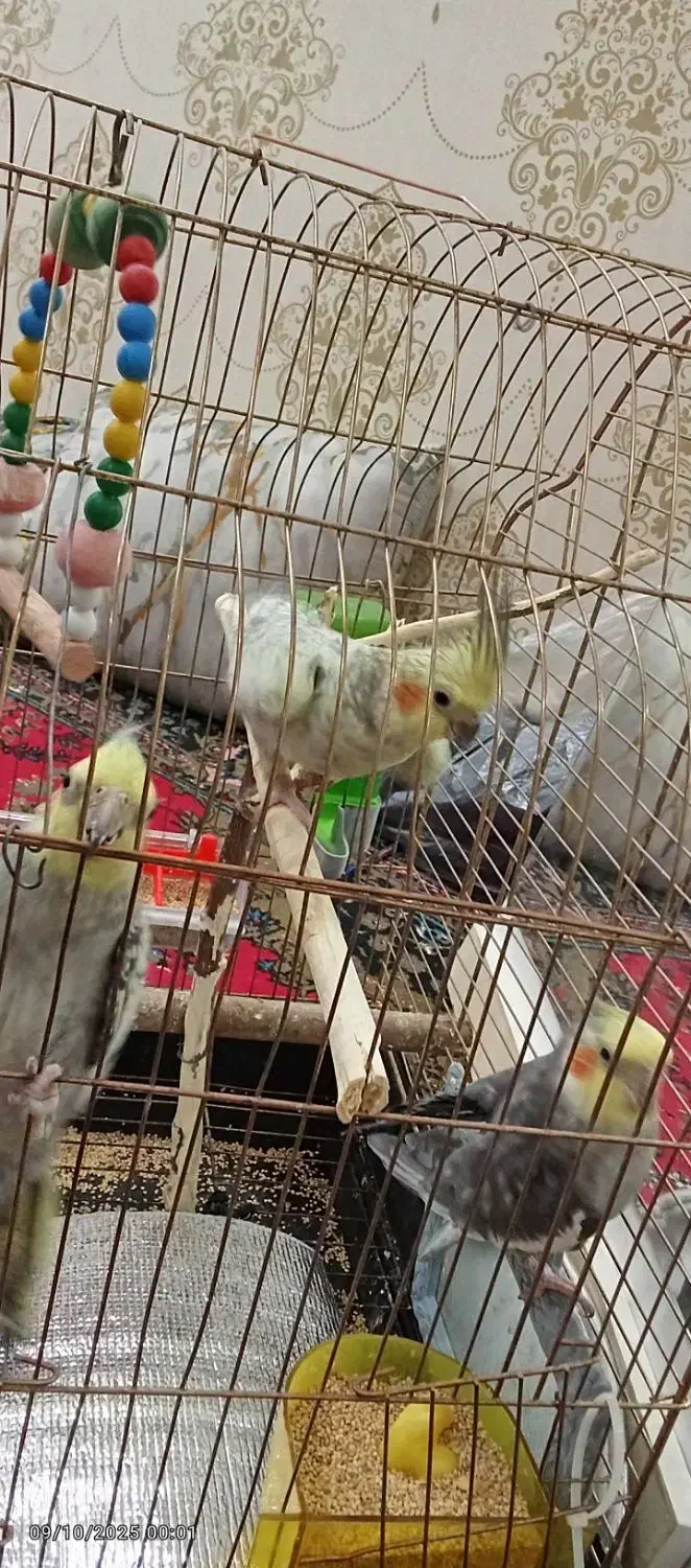 عروس هلندی خاص|پرنده|قم, سراجه (۱۵ خرداد)|دیوار