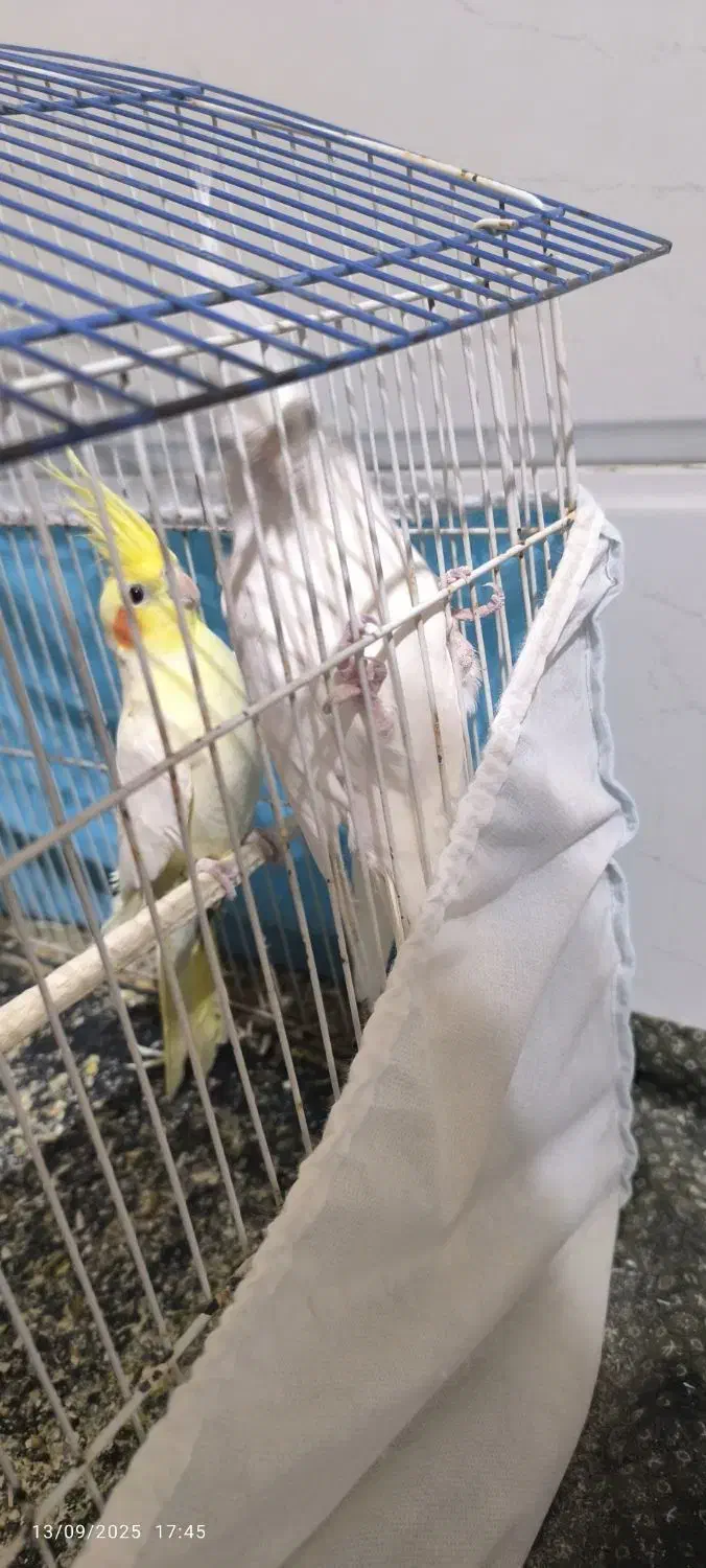 دو عدد عروس هلندی نر|پرنده|قائن, |دیوار