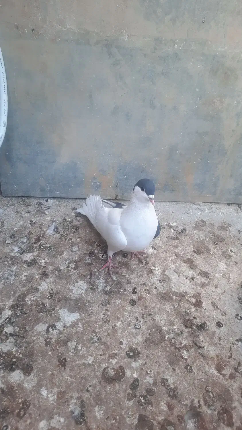 خال چپ و زاغ صید و سینه سیاه|پرنده|مشهد, نیزه|دیوار