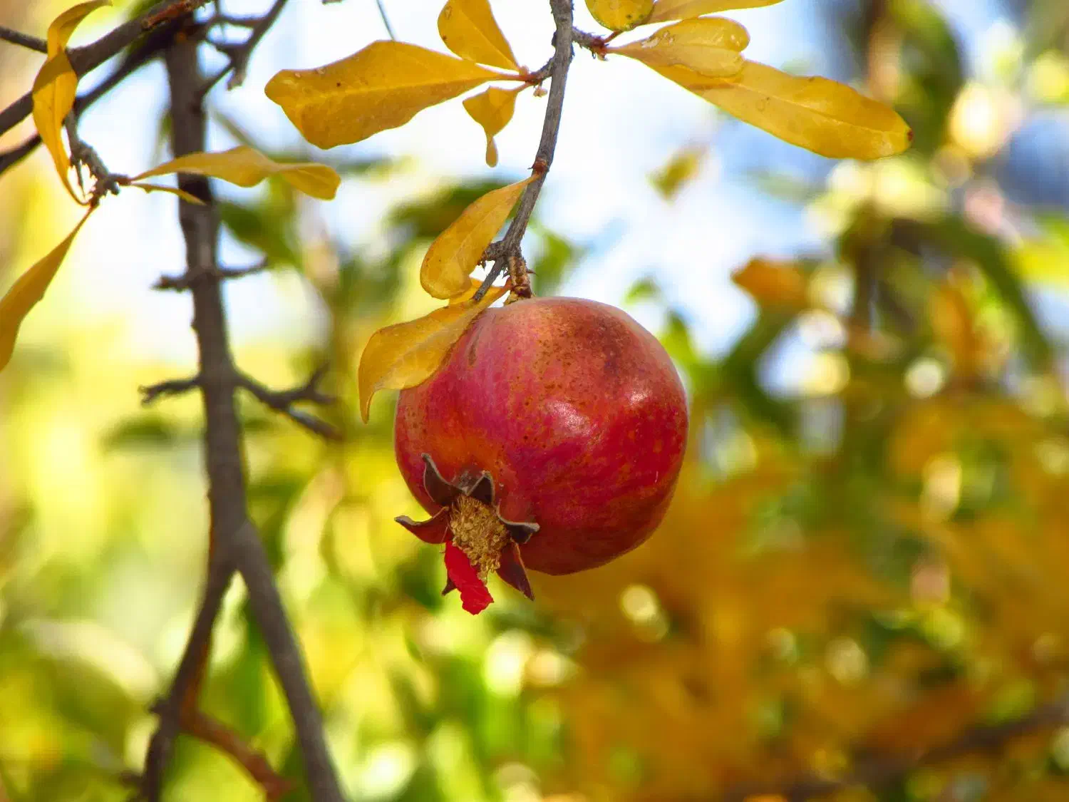 دوربین عکاسی و فیلمبرداری canon زوم بالا|دوربین عکاسی و فیلم‌برداری|شیراز, آزادی|دیوار