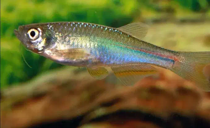 ماهی|ماهی|سبزوار, رباط|دیوار