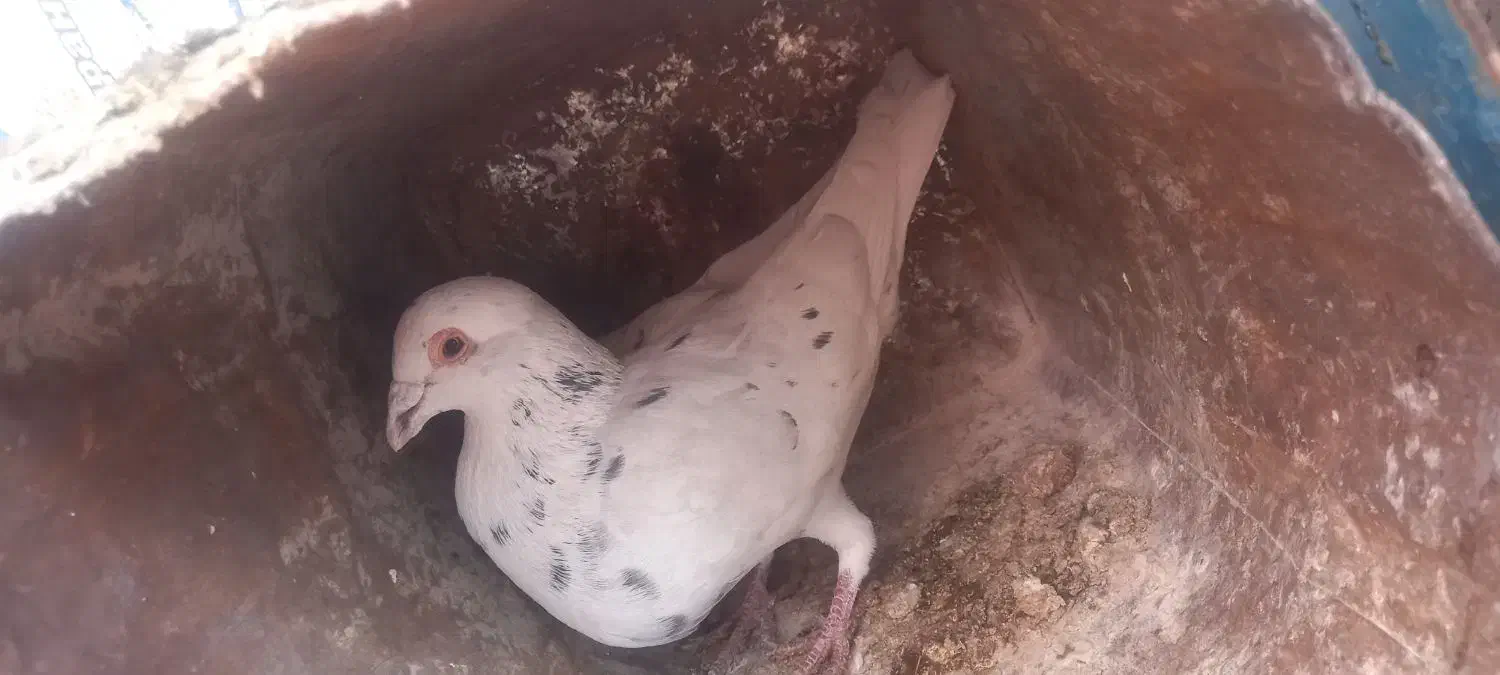 کفتر سار|پرنده|مشهد, امام رضا (ع)|دیوار