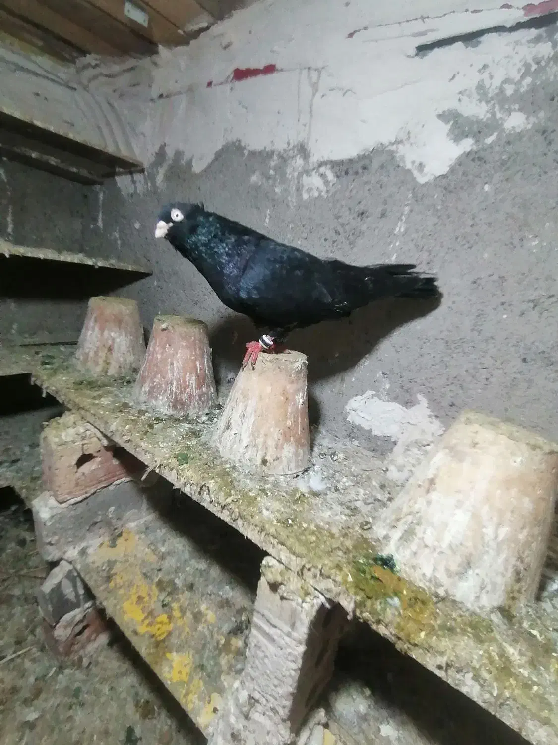 باسلام چند جفت کبوتر خون خالص درسهند|پرنده|سهند, |دیوار