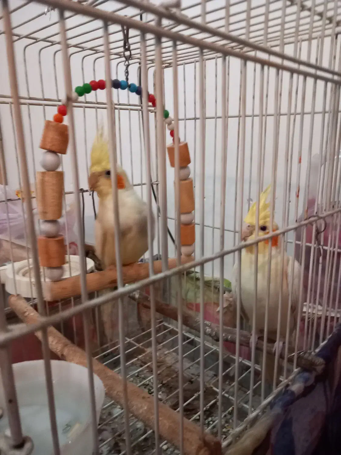 عروس هلندی مولد.|پرنده|چهارباغ, |دیوار