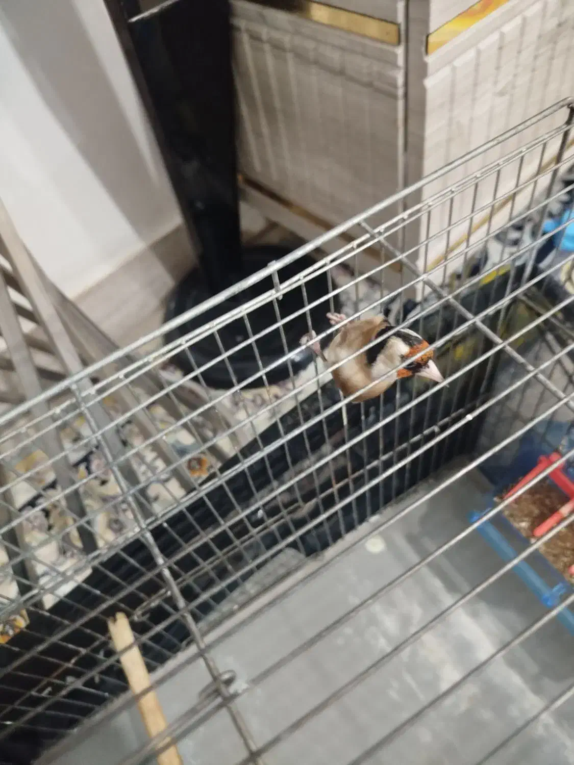 سهره|پرنده|سرپل ذهاب, |دیوار