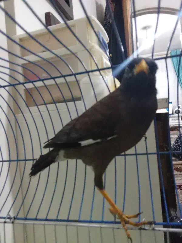 مینا.    با قفس یک ملیون پانصد|پرنده|مشهد, شهید بصیر|دیوار