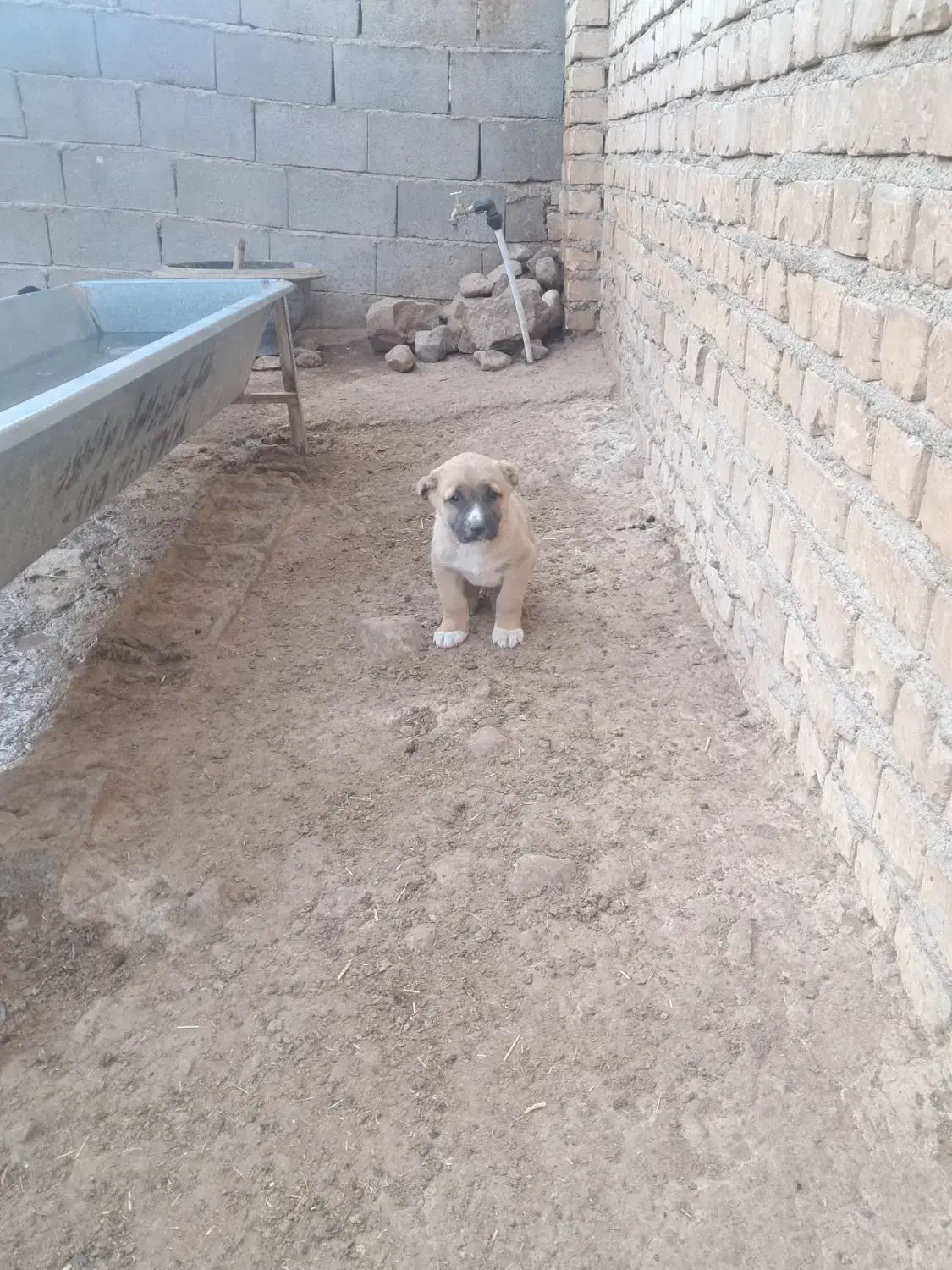 طوله سگ خراسانی اصیل|سگ|قوچان, |دیوار