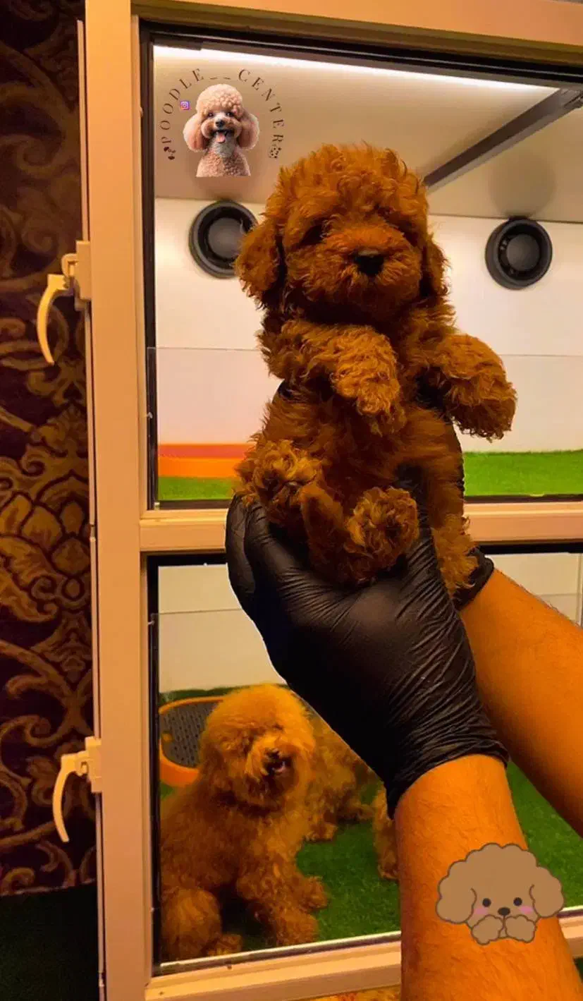 توی پودل اصیل از مولدین وارداتی|سگ|رشت, بلوار گیلان|دیوار